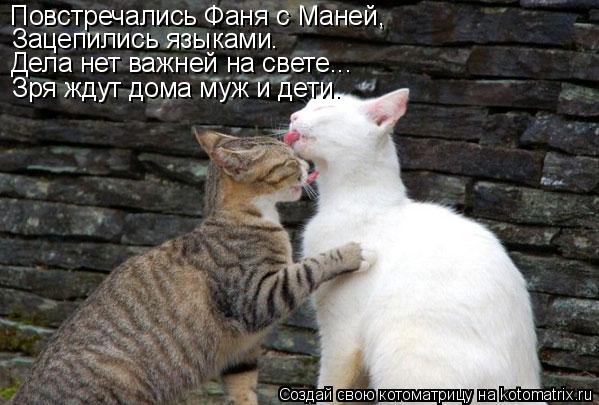 Котоматрица: Повстречались Фаня с Маней, Зацепились языками. Дела нет важней на свете... Зря ждут дома муж и дети.