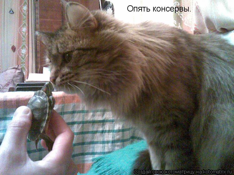 Котоматрица: Опять консервы.