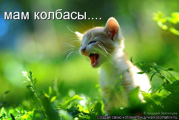 Котоматрица: мам колбасы....