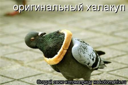 Котоматрица: оригинальный халакуп