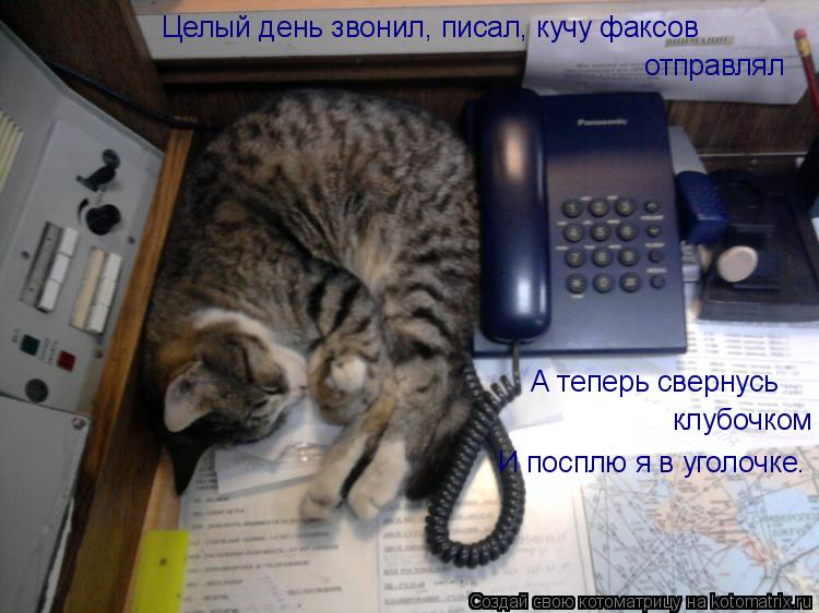 Котоматрица: Целый день звонил, писал, кучу факсов  отправлял  А теперь свернусь  клубочком И посплю я в уголочке.