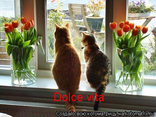 Котоматрица: Dolce vita