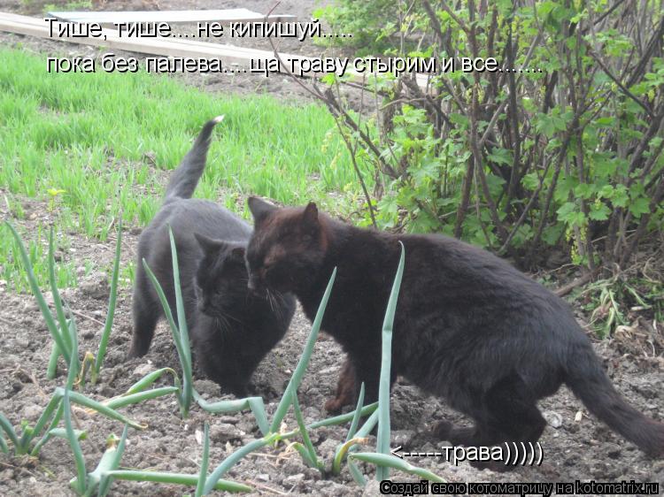Котоматрица: Тише, тише....не кипишуй.....пока без палева....ща траву стырим и все....... Тише, тише....не кипишуй..... пока без палева....ща траву стырим и все...