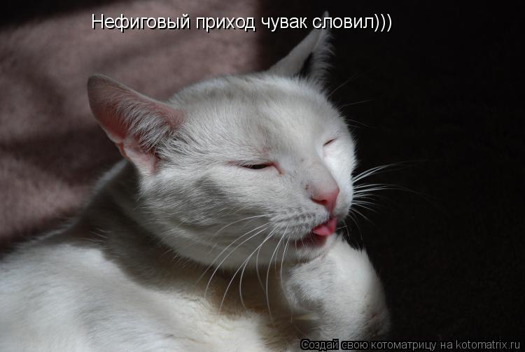 Котоматрица: Нефиговый приход чувак словил)))