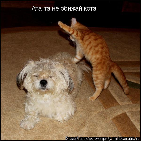 Котоматрица: Ата-та не обижай кота