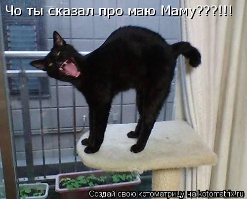 Котоматрица: Чо ты сказал про маю Маму???!!!