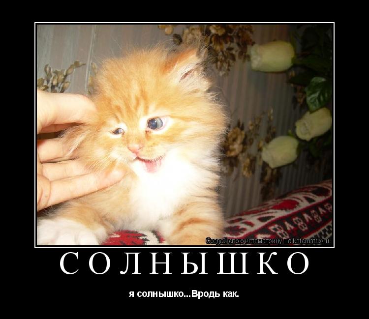 Котоматрица: солнышко я солнышко...Вродь как.