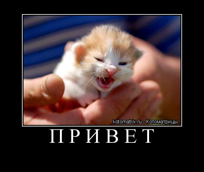 Котоматрица: привет 