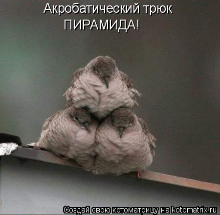 Котоматрица: Акробатический трюк ПИРАМИДА!