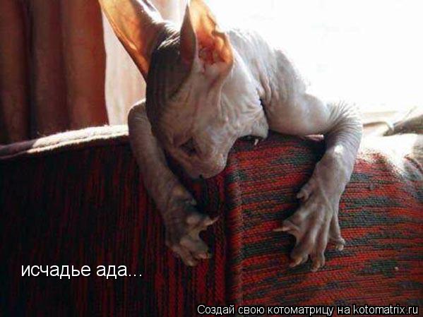 Котоматрица: исчадье ада...