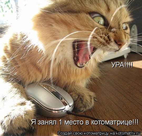 Котоматрица: УРА!!!! Я занял 1 место в котоматрице!!!