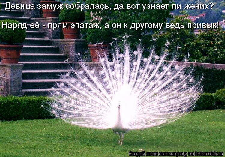 Девица замуж собралась, да вот узнает ли жених? Наряд её - прям эпатаж, а он к другому ведь привык!... Котоматрица: Девица замуж собралась, да вот узнает ли жених? Наряд её - прям эпатаж, а он к другому ведь привык!