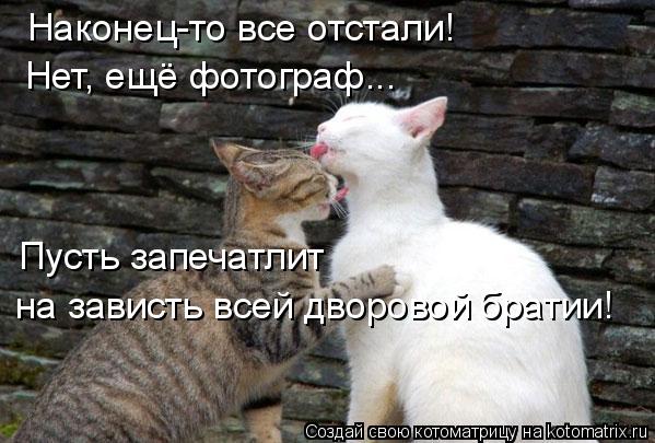 Наконец-то все отстали! Нет, ещё фотограф... Пусть запечатлит на зависть всей дворовой братии!... Котоматрица: Наконец-то все отстали! Нет, ещё фотограф... Пусть запечатлит на зависть всей дворовой братии!