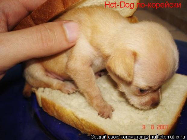Hot-Dog по-корейски... Котоматрица: Hot-Dog по-корейски