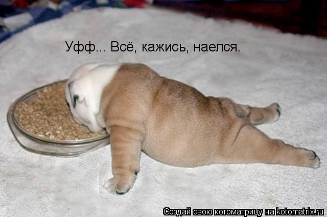 Уфф... Всё, кажись, наелся.... Котоматрица: Уфф... Всё, кажись, наелся.