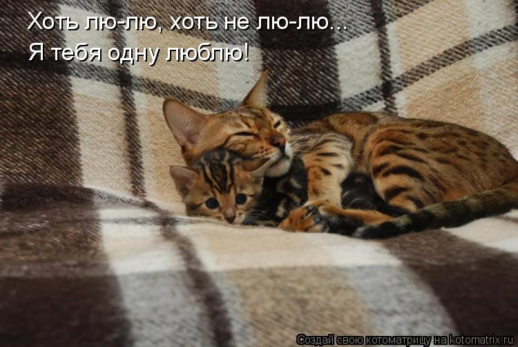 Хоть лю-лю, хоть не лю-лю... Я тебя одну люблю!... Котоматрица: Хоть лю-лю, хоть не лю-лю... Я тебя одну люблю!