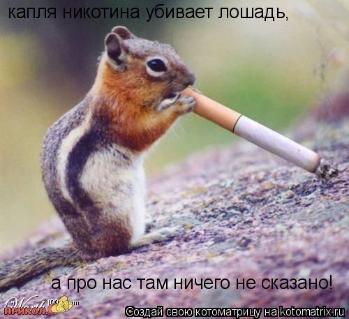 капля никотина убивает лошадь, а про нас там ничего не сказано!... Котоматрица: капля никотина убивает лошадь, а про нас там ничего не сказано!