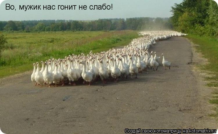 Во, мужик нас гонит не слабо!... Котоматрица: Во, мужик нас гонит не слабо!