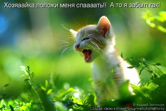 Хозяаайка,положи меня спаааать!! А то я забыл,как!... Котоматрица: Хозяаайка,положи меня спаааать!! А то я забыл,как!