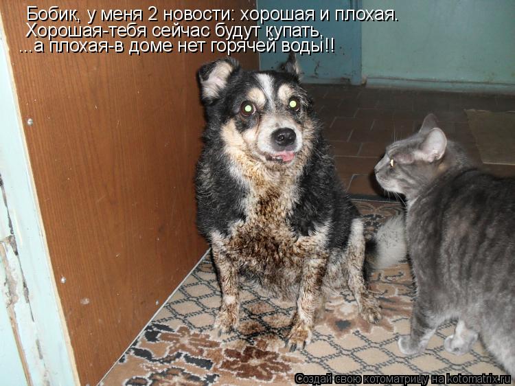 Бобик, у меня 2 новости: хорошая и плохая. Хорошая-тебя сейчас будут купать, ...а плохая-в доме нет г... Котоматрица: Бобик, у меня 2 новости: хорошая и плохая. Хорошая-тебя сейчас будут купать, ...а плохая-в доме нет горячей воды!!