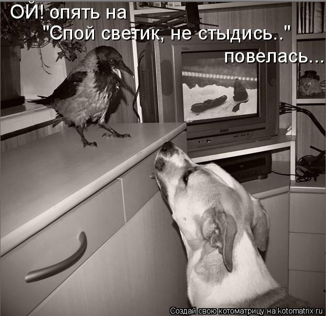 ОЙ! опять на "Спой светик, не стыдись.." повелась...... Котоматрица: ОЙ! опять на "Спой светик, не стыдись.." повелась...