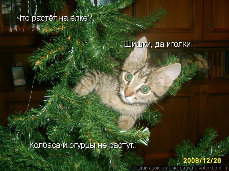 Что растёт на ёлке? Шишки, да иголки! Колбаса и огурцы не растут...... Котоматрица: Что растёт на ёлке? Шишки, да иголки! Колбаса и огурцы не растут...