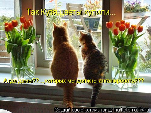Так Кузя,цветы купили... А где дамы??...,которых мы должны ангажировать???... Котоматрица: Так Кузя,цветы купили... А где дамы??...,которых мы должны ангажировать???
