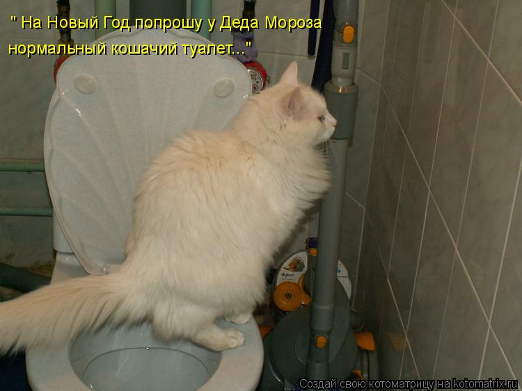 " На Новый Год попрошу у Деда Мороза нормальный кошачий туалет..."... Котоматрица: " На Новый Год попрошу у Деда Мороза нормальный кошачий туалет..."
