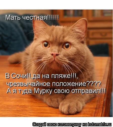 Котоматрица: Мать честная!!!!!! В Сочи!!,да на пляже!!!, чрезвычайное положение???? А я туда Мурку свою отправил!!!