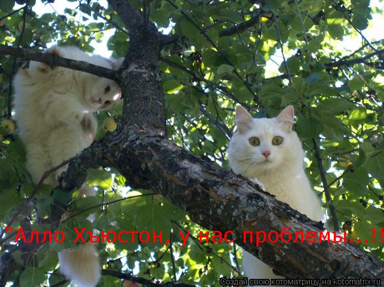 Котоматрица: "Алло Хъюстон, у нас проблемы...!!!