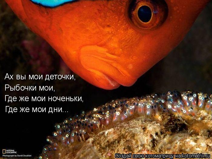 Котоматрица: Ах вы мои деточки, Рыбочки мои, Где же мои ноченьки, Где же мои дни...