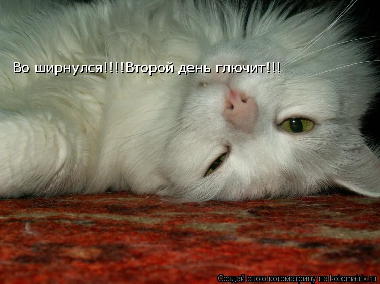 Во ширнулся!!!!Второй день глючит!!!... Котоматрица: Во ширнулся!!!!Второй день глючит!!!