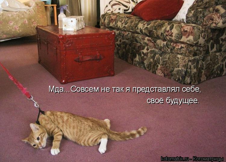 Мда...Совсем не так я представлял себе, своё будущее.... Котоматрица: Мда...Совсем не так я представлял себе, своё будущее.