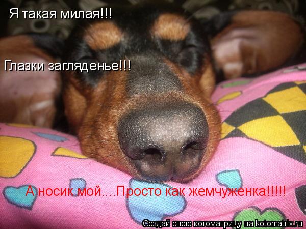 Я такая милая!!! Глазки загляденье!!! А носик мой....Просто как жемчуженка!!!!!... Котоматрица: Я такая милая!!! Глазки загляденье!!! А носик мой....Просто как жемчуженка!!!!!