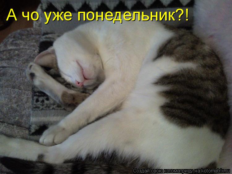 А чо уже понедельник?!... Котоматрица: А чо уже понедельник?!