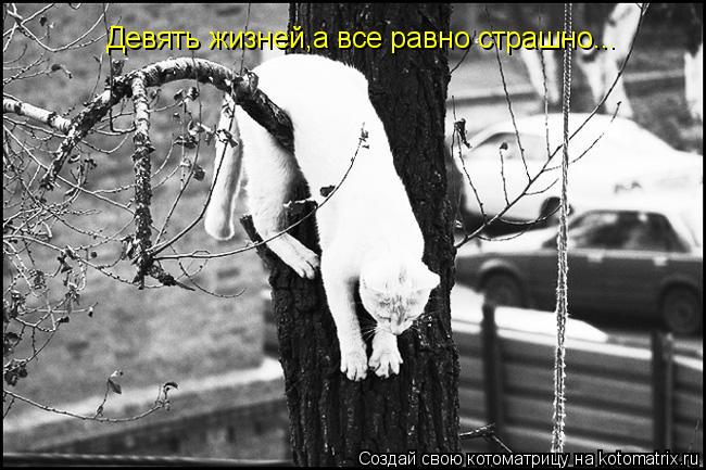 Девять жизней,а все равно страшно...... Котоматрица: Девять жизней,а все равно страшно...