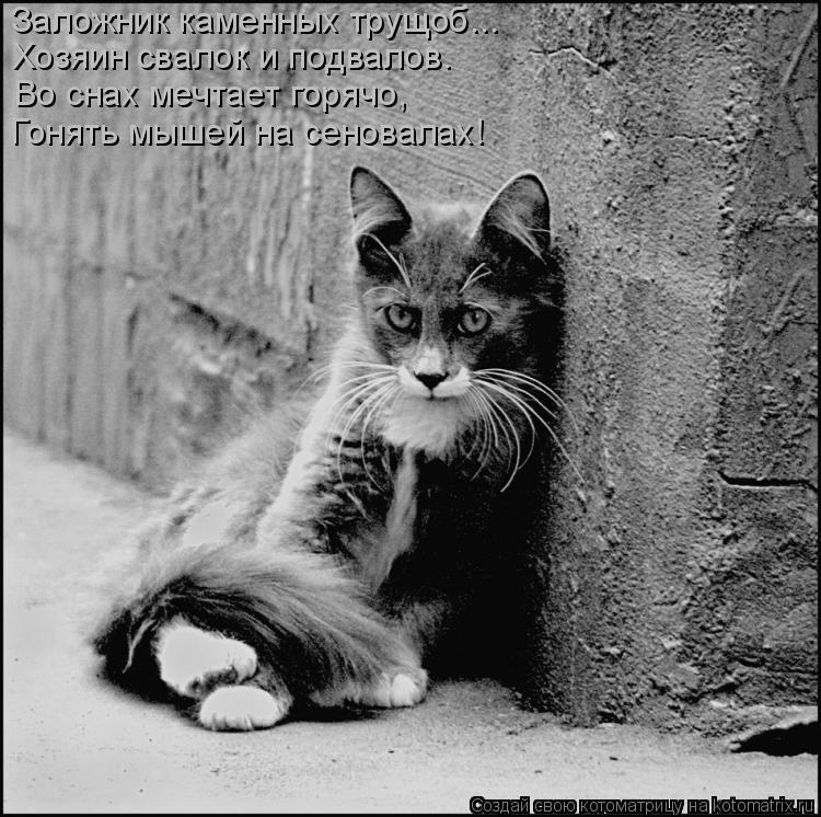Заложник каменных трущоб... Хозяин свалок и подвалов. Во снах мечтает горячо, Гонять мышей на сеновал... Котоматрица: Заложник каменных трущоб... Хозяин свалок и подвалов. Во снах мечтает горячо, Гонять мышей на сеновалах!