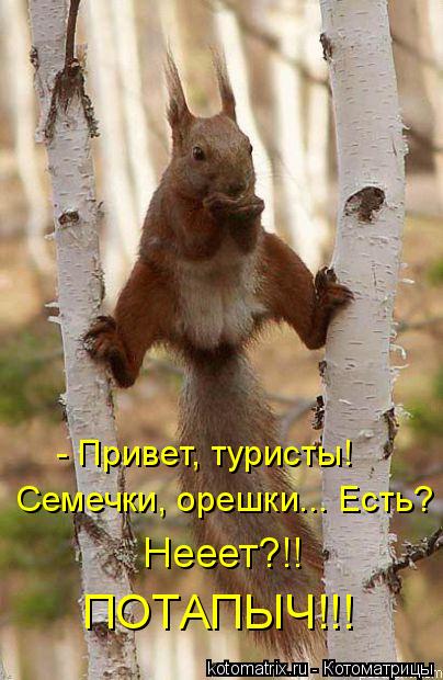 Котоматрица: - Привет, туристы! Семечки, орешки... Есть? Нееет?!! ПОТАПЫЧ!!!
