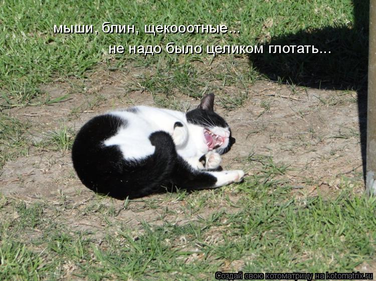 мыши, блин, щекооотные... не надо было целиком глотать...... Котоматрица: мыши, блин, щекооотные... не надо было целиком глотать...