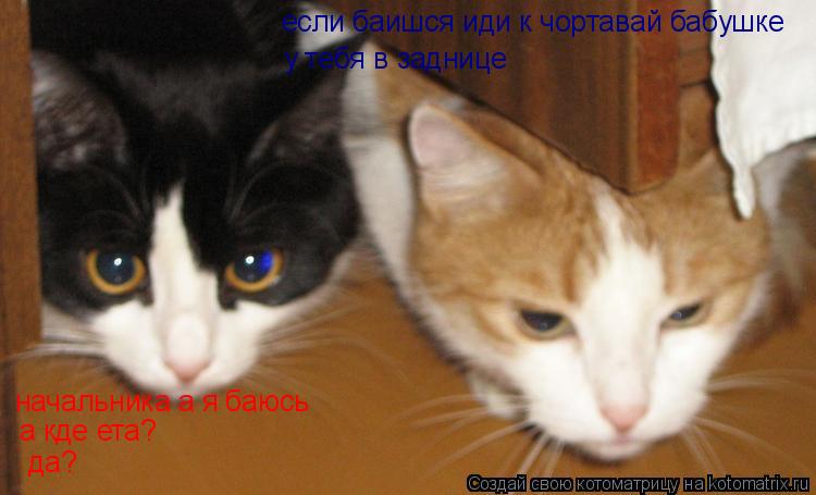 Котоматрица: начальника а я баюсь если баишся иди к чортавай бабушке а кде ета? у тебя в заднице да?