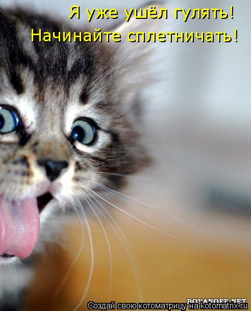 Котоматрица: Я уже ушёл гулять! Начинайте сплетничать!