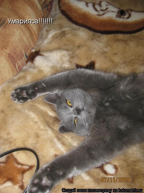 Котоматрица: Умарилса!!!!!!!