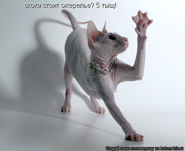 Котоматрица: скока стоит ожерелье? 5 тыщ!