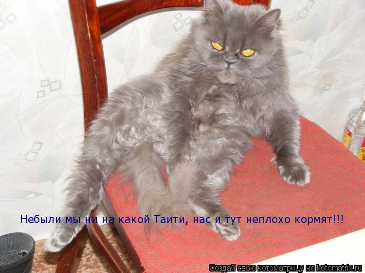 Котоматрица: Небыли мы ни на какой Таити, нас и тут неплохо кормят!!!