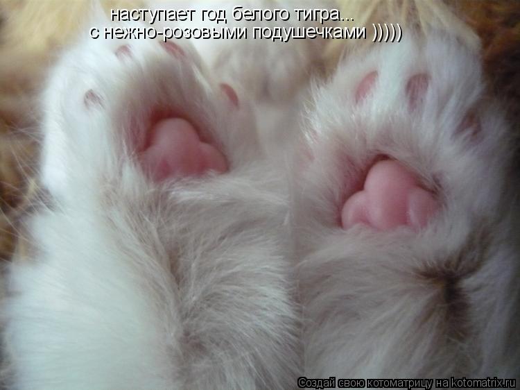 наступает год белого тигра... с нежно-розовыми подушечками )))))... Котоматрица: наступает год белого тигра... с нежно-розовыми подушечками )))))