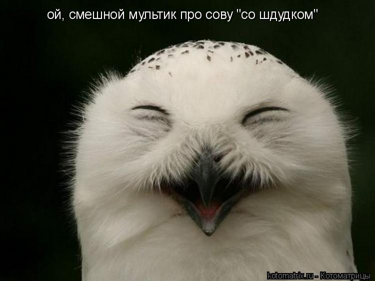 Котоматрица: ой, смешной мультик про сову "со шдудком"