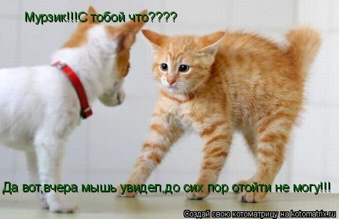 Котоматрица: Мурзик!!!С тобой что???? Да вот,вчера мышь увидел,до сих пор отойти не могу!!!