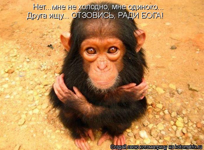 Котоматрица: Нет...мне не холодно, мне одиноко... Друга ищу... ОТЗОВИСЬ, РАДИ БОГА!