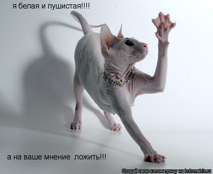 Котоматрица: я белая и пушистая!!!! а на ваше мнение  ложить!!!