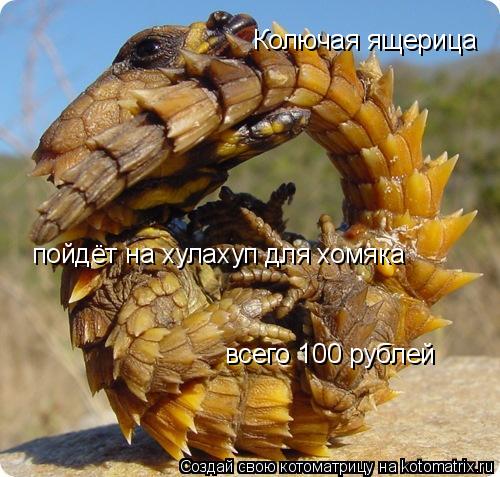 Котоматрица: Колючая ящерица пойдёт на хулахуп для хомяка всего 100 рублей